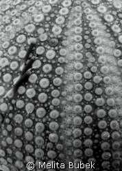 sea-urchin / f7,1 1/50s / Fiesa, April08 by Melita Bubek 